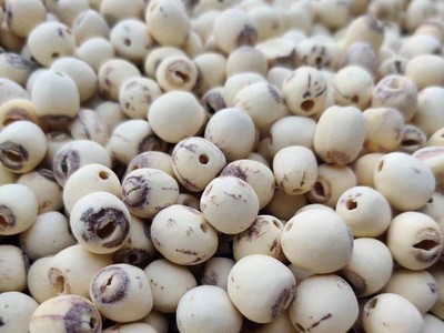 建宁白莲子干货去芯产地直销磨皮红莲子500g一件代发批发图4