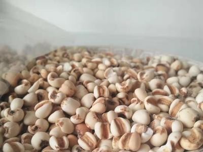 厂家现货低温烘焙熟小薏米磨粉 熟小薏米 厂家现货熟薏米图1