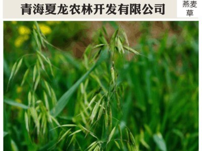 燕麦草 养殖场燕麦草 牛羊、兔子、荷兰猪和豚鼠宠物牧草图1