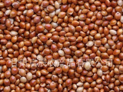 供应甘肃产黄红黑白糜子黄红黑黍子蒙稷稷子稷黍枕芯填充物鸟食鸟图1