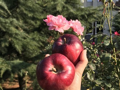 顺丰快递甘肃天水花牛苹果国产蛇果刮泥水果一件代发图1