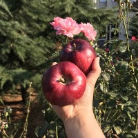 顺丰快递甘肃天水花牛苹果国产蛇果刮泥水果一件代发