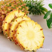 广东徐闻菠萝巴厘菠萝香甜细腻-巴厘菠萝