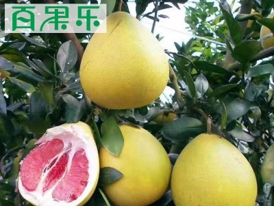 【产地直供】福建平和管溪现摘红心蜜柚子净重1.8-9斤包邮图1
