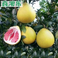 【产地直供】福建平和管溪现摘红心蜜柚子净重1.8-9斤包邮