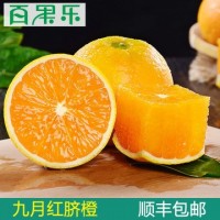 【顺丰包邮】湖北秭归九月红脐橙5/9斤 新鲜柑橘应季水果酸甜多汁