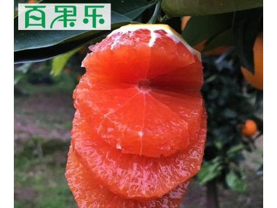【产地直供】秭归中华红血橙5/9斤包邮 现摘新鲜水果红肉脐橙子图1
