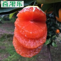 【产地直供】秭归中华红血橙5/9斤包邮 现摘新鲜水果红肉脐橙子