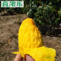 【停售】 海南贵妃芒当季新鲜水果芒果贵妃芒5/9斤包邮 一件代发