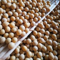 产地货源黄豆批发 非转基因高蛋白大豆 豆类杂粮25kg/件厂家直发