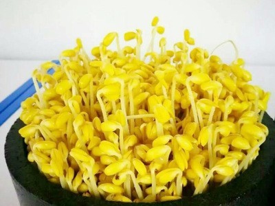 至盈黄金豆 产地货源东北大豆非转基因小金黄芽 豆芽黄豆厂家直发图1