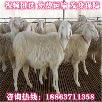 出售小尾寒羊 绵羊羔 小羊仔 头胎怀孕母羊 小尾寒羊种公羊