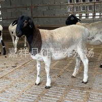 黑头杜泊绵羊和澳洲白羊的区别 杜泊小羊羔怀孕母羊种公羊价格