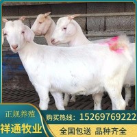 现货供应美国白山羊 养羊基地销售优质白山羊肉羊活羊羊羔