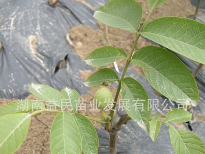 湖南果树苗嫁接大壳薄核桃树果苗9818核桃苗指捏即破果树苗批发图1