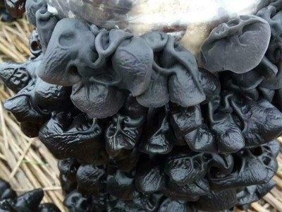 黑木耳 秋木耳 秋耳 五常秋木耳 东北黑木耳图1