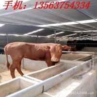 贵州小黄牛基地 活牛价格 哪里有卖小黄牛的