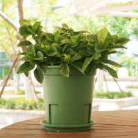 国产圆形青山盆控根盆不烂根月季盆PP树脂花盆绿植种植花盆