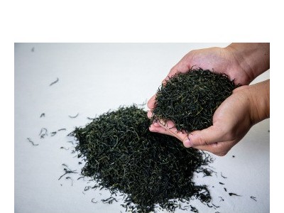 信阳毛尖 茶叶绿茶春茶 源头企业厂家直发 一件代发 加工定制免邮图1