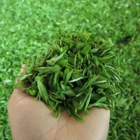 2020年明前茶新茶产地厂家批发绿色食品乌山春牌英山云雾茶绿茶