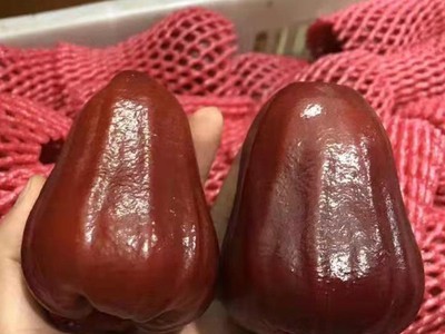 海南三亚黑金刚莲雾树上矿泉水3-5斤产地直发热带水果非台湾莲雾图1