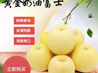 基地货源黄金奶油富士 烟台苹果脆甜多汁 维纳斯奶油富士一件代发图1