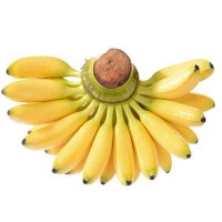 广西小米蕉5/9斤新鲜米蕉水果现摘非美人芭蕉皇帝蕉一件代发