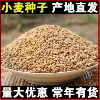 批发小麦粒500g山东小麦白麦青绿小麦农作物五谷杂粮现货供应OEM