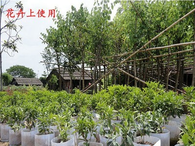 广州厂家无纺布植树袋加厚白色种植袋育苗袋花卉苗木蔬菜栽培袋图1