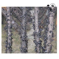 富菌原木段木优良黑木耳菌种 原种给技术资料