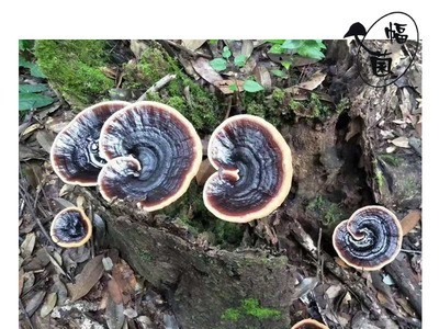 富菌紫灵芝菌种 原种 厚芝品种 生产技术支持图1