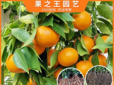 黄美人柑桔树早熟柑橘杂杂柑柑橘爱媛68盆栽苗重庆基地直发包技术图1