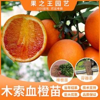 木索血橙苗杂柑新品种果树苗 庭院种植嫁接南北方种植苗 基地直发