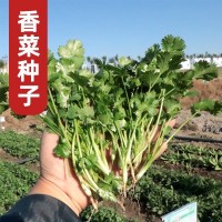 寿光蔬菜种子 香菜种子四季播 芫荽种子香菜籽大叶铁杆耐热香菜种