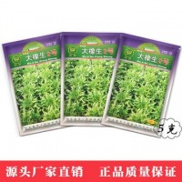凤鸣雅世 农家播种蔬种子盆栽菜种子 大橡生2号绿色生菜种子 5克