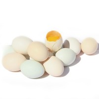 新鲜花入羽鹊山鸡鸡蛋20枚快递装 山鸡鸡蛋批发