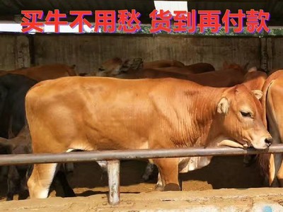 先养后付款在线咨询鲁西黄牛肉牛犊价格买利木赞牛犊免费运输到家图1
