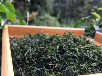 新茶春茶厂家直销 小叶苦丁青山绿水大量批发毛冬青图1