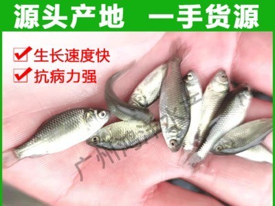 极速发货 中科五号鲫鱼苗 高产快大鲫鱼水花活体鱼苗批发图1
