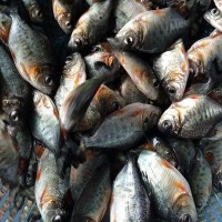 大量热销 淡水白鲳鱼苗批发 鲳鱼苗 鱼类养殖 鱼苗供应