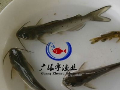 厂家直销 叉尾鱼苗斑点叉尾鮰鱼苗叉尾苗3000头起批图1