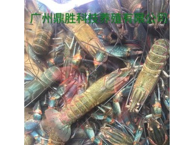 厂家直营澳洲淡水龙虾成虾2 红螯螯虾小青龙十周年庆 专业澳龙图1
