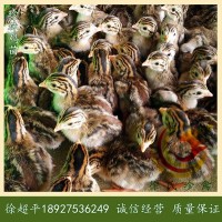 珍珠鸡苗-非洲珍珠鸡苗-珠鸟苗-6天一批-每批8千羽
