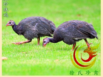 脱温珍珠鸡苗-35天珍珠鸡苗-珍珠鸡脱温苗-疫苗做完-运输包活图1