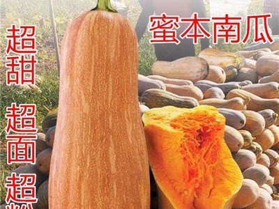 早栗蜜本南瓜种子超甜粉面蜜本甜南瓜早熟高产耐贮运四季蔬菜种籽图1