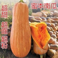 早栗蜜本南瓜种子超甜粉面蜜本甜南瓜早熟高产耐贮运四季蔬菜种籽