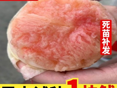 无锡阳山水蜜桃树苗 南方种北方种植嫁接桃苗特大果树苗当年结果图1