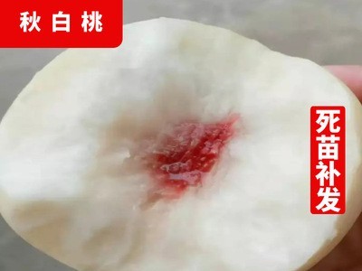 秋白桃树苗嫁接桃苗 银白桃苗 桃树苗当年结果 南方北方种植果树图1