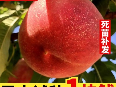 寒露蜜桃树苗 嫁接桃树苗 晚熟桃苗 雪桃树苗南方北方种植 果树苗图1