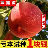 寒露蜜桃树苗 嫁接桃树苗 晚熟桃苗 雪桃树苗南方北方种植 果树苗